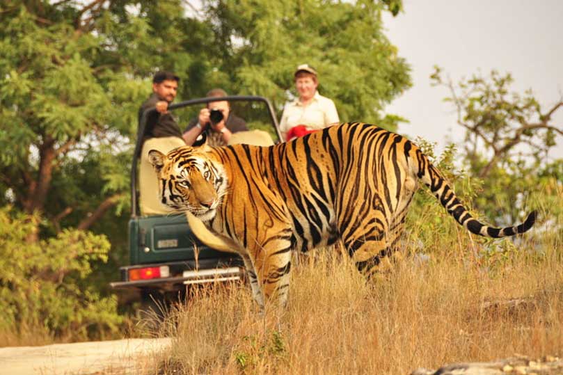 Rajasthan z tygrysem